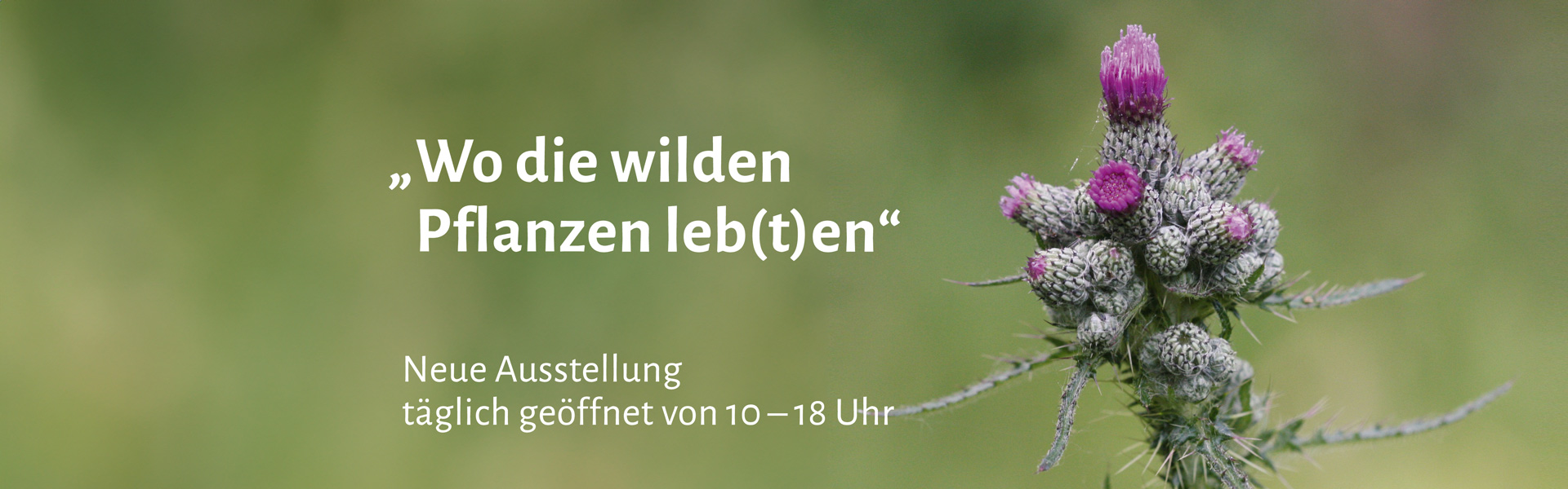 Cirsiumpalustre-sliderStartseite-06