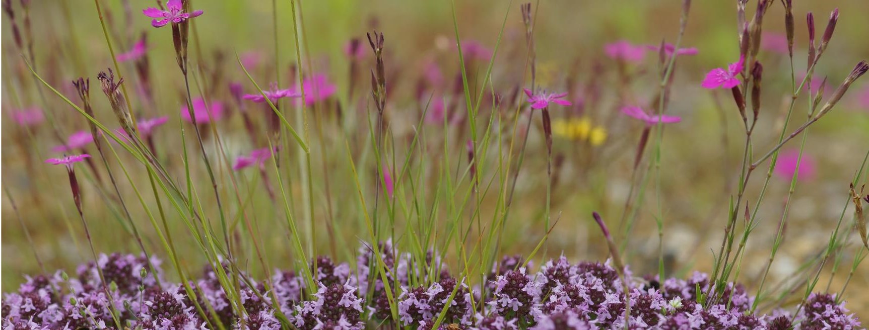 Grüne Mitte_2018_07 Antje Kleinschneider