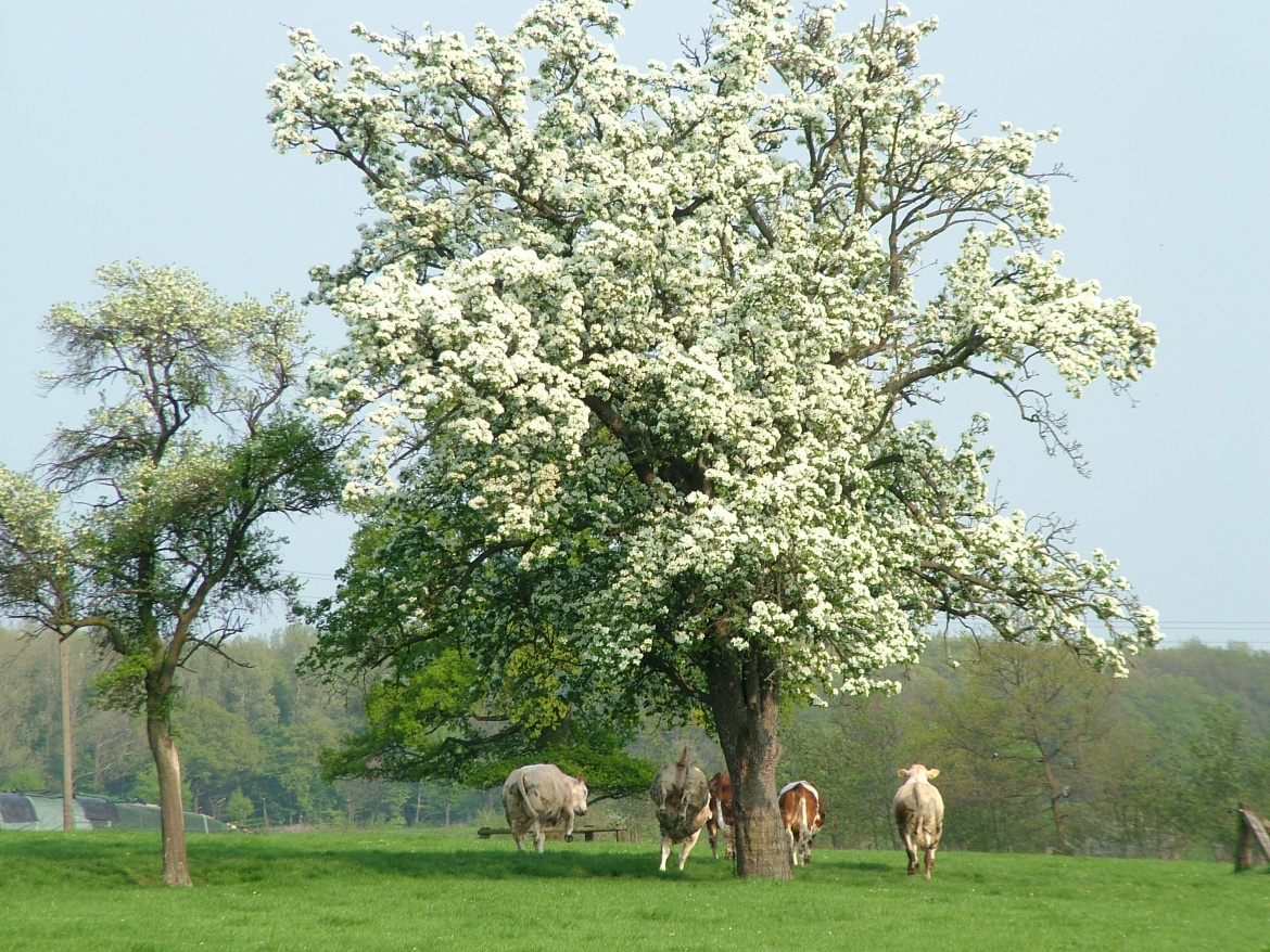Obstwiese, Foto: Birgit Stephan. Obstwiese, Foto: Birgit Stephan.