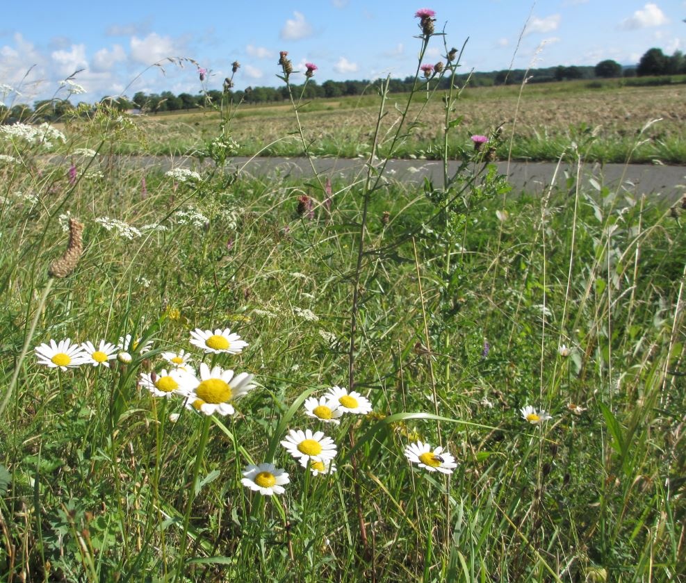 Wegrand, Foto:Anja Eirich. Wegrand, Foto:Anja Eirich.