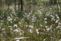 Wollgrasblüte, Foto: Kerstin Wittjen.